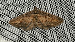 Eucymatoge scotodes