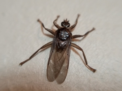 Pseudolynchia canariensis