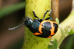 Labidomera clivicollis