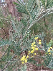 Acacia dealbata