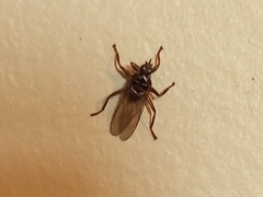 Pseudolynchia canariensis