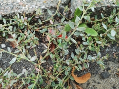 Polygonum arenastrum