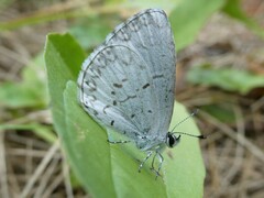 Celastrina