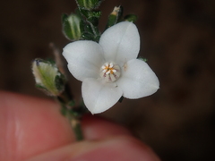 Cyanothamnus coerulescens spinescens
