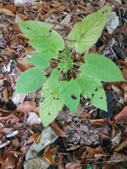 Salvia glutinosa