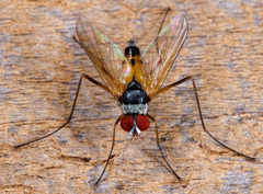 Cholomyia
