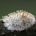 Echinoporia hydnophora - Photo (c) Joseph Pallante, vissa rättigheter förbehållna (CC BY-NC-ND), uppladdad av Joseph Pallante