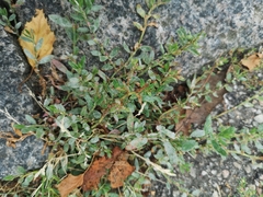 Polygonum arenastrum