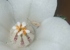 Cyanothamnus coerulescens spinescens