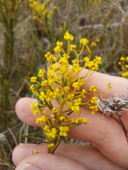 Acacia meiantha