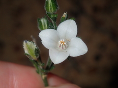 Cyanothamnus coerulescens spinescens