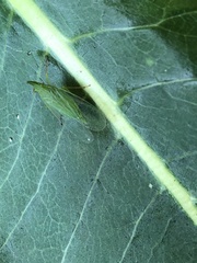 Rhynchomitra