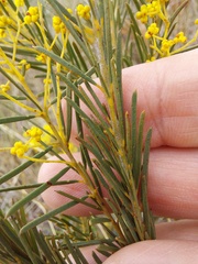 Acacia meiantha