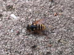 Sericomyia silentis