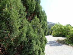 Juniperus excelsa