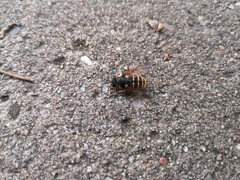 Sericomyia silentis