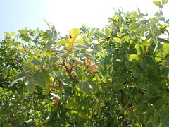 Pistacia atlantica mutica