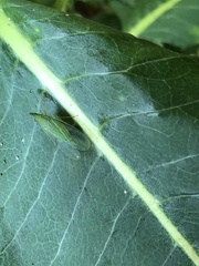 Rhynchomitra