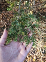 Juniperus deltoides