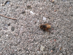 Sericomyia silentis