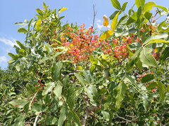 Pistacia atlantica mutica