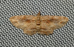 Chloroclystis filata