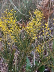 Acacia meiantha