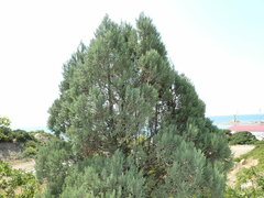 Juniperus excelsa