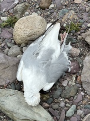 Larus argentatus