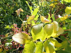 Pistacia atlantica