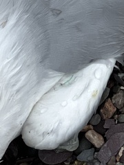 Larus argentatus