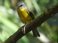 Eopsaltria australis