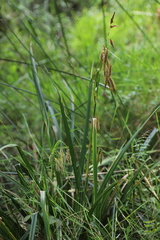 Carex bequaertii