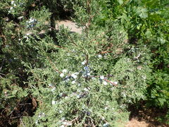 Juniperus excelsa