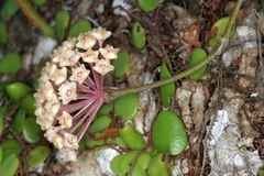 Hoya verticillata
