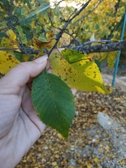 Ulmus minor