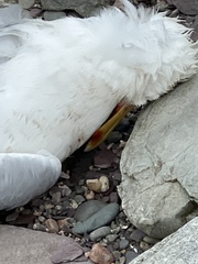 Larus argentatus