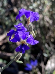Dampiera stricta