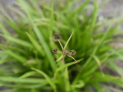 Scirpus hattorianus