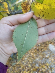 Ulmus minor