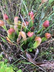Sarracenia minor