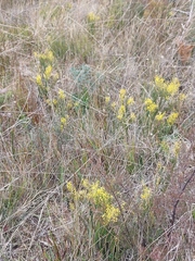 Acacia meiantha