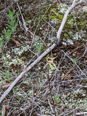 Caladenia cardiochila