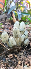 Coprinopsis variegata