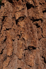 Pinus balfouriana
