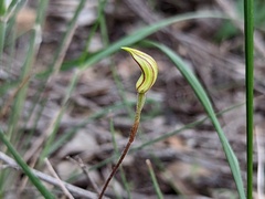 Caladenia stricta