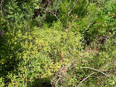 Chrysojasminum fruticans