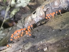 Hemitrichia calyculata