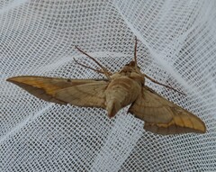 Eumorpha pandorus