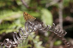 Taractrocera ceramas